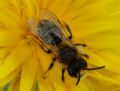 Andrena taraxaci (cfr.)